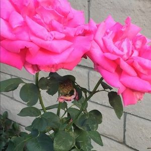 Meet your Posher, Grace